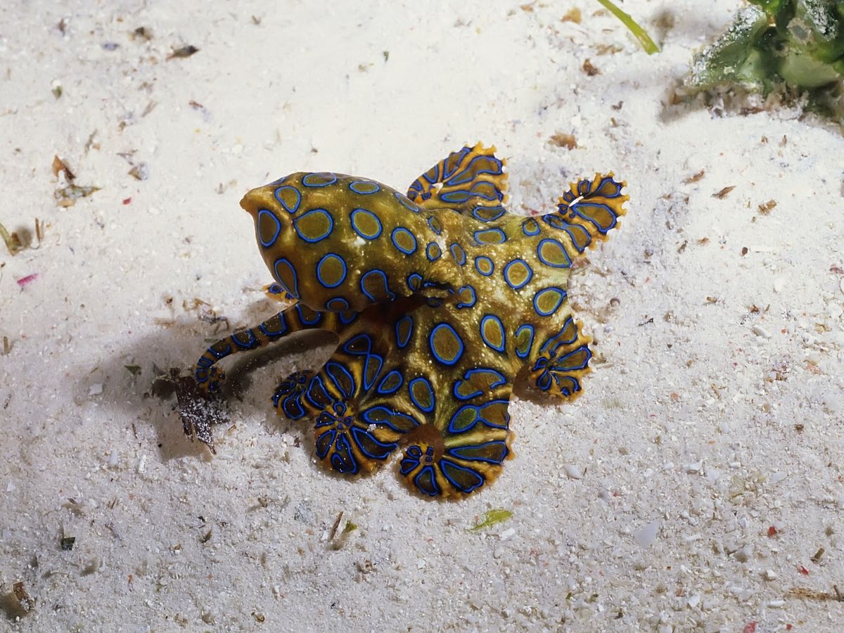 Blauwgeringde octopus © Angell Williams | Flickr