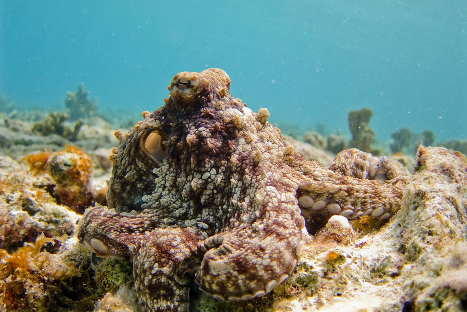 Gewone octopus