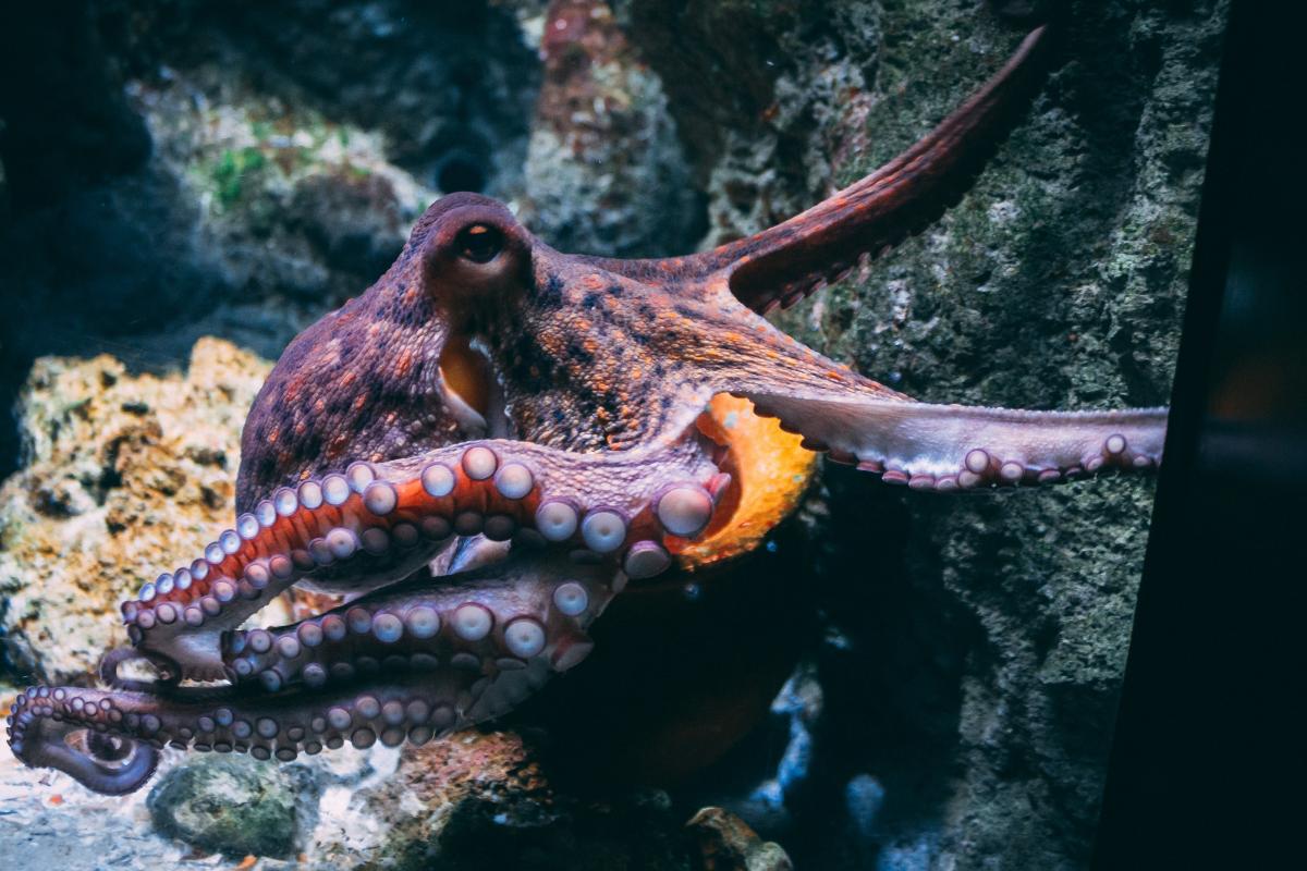 diane-picchiottino-dW0gfouU8-unsplash