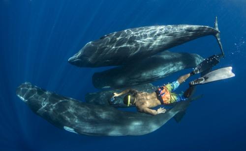 Potvis | © Amanda Cotton | Coral Reef Image Bank