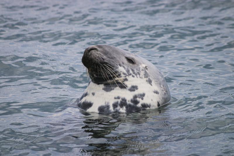 Grijze zeehond Waddenzee