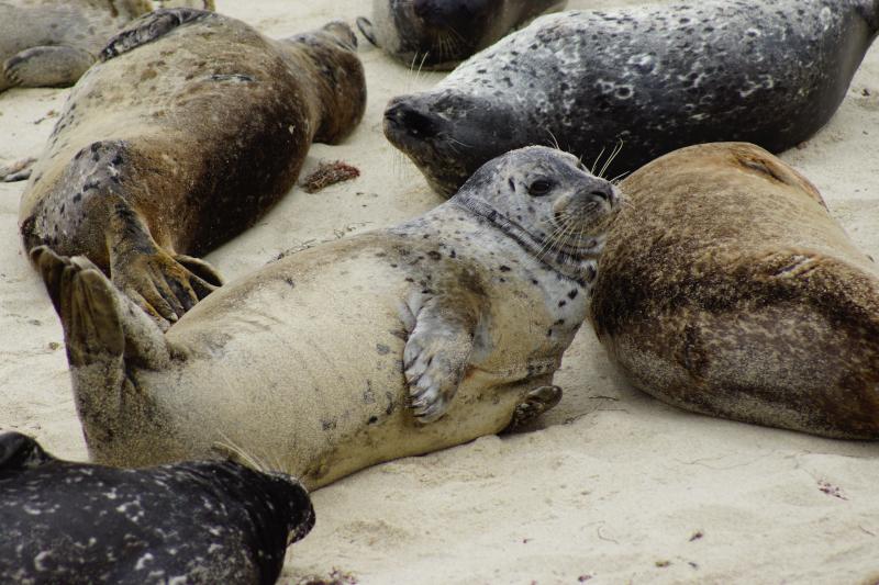 Gewone zeehond Waddenzee