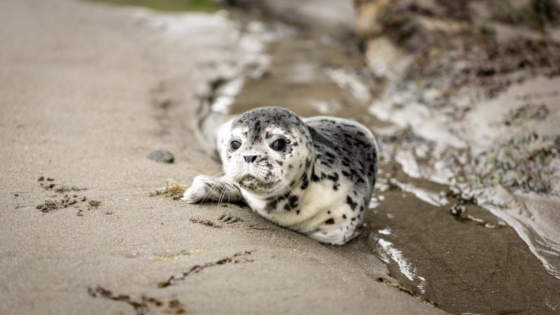 Grijze zeehond Waddenzee