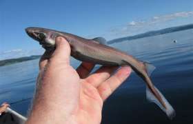 De dwerglantaarnhaai