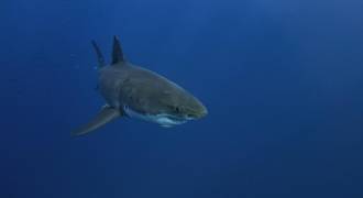 Aquaria en grote witte haaien; een bewogen geschiedenis